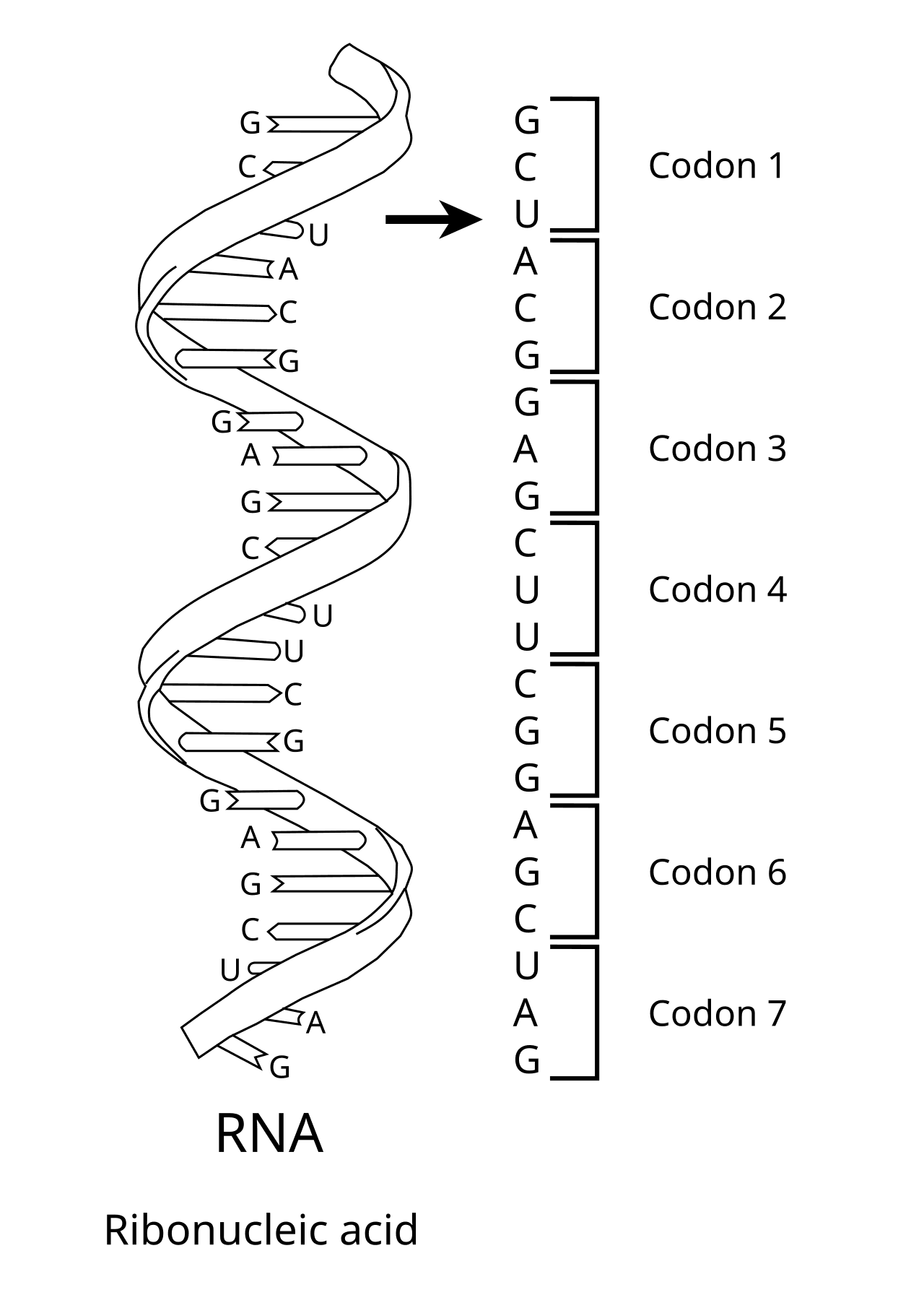 Genetic code