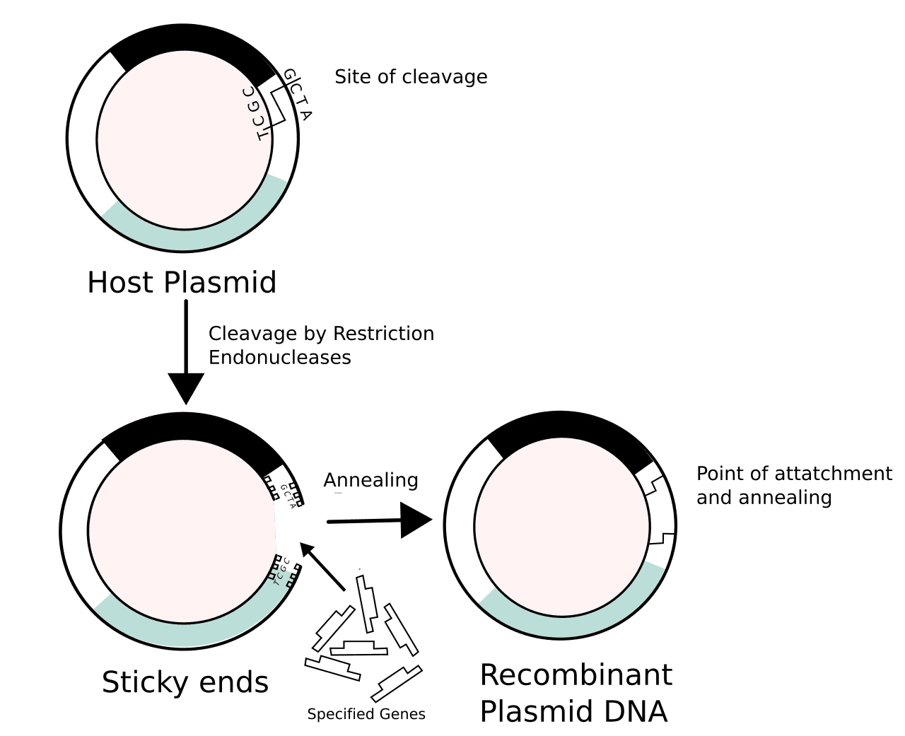 Recombinant DNA
