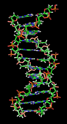 Nucleic acid double helix