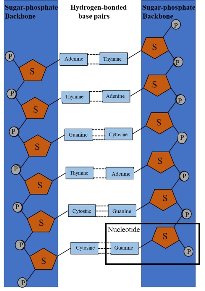 DNA synthesis