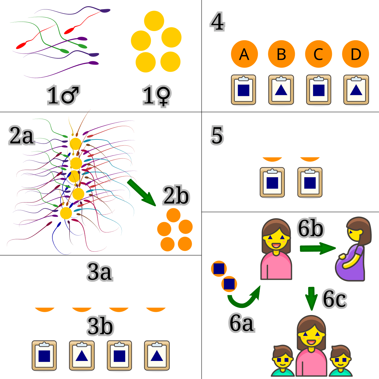 Preimplantation genetic diagnosis